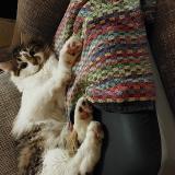 Picture of cat lost at Jemeppe Sur Sambre