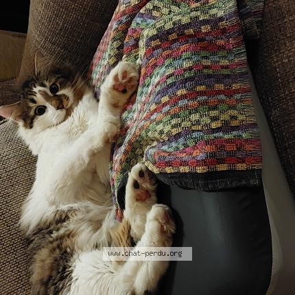 Photo 1/1 Lila Chat lost in Jemeppe sur sambre