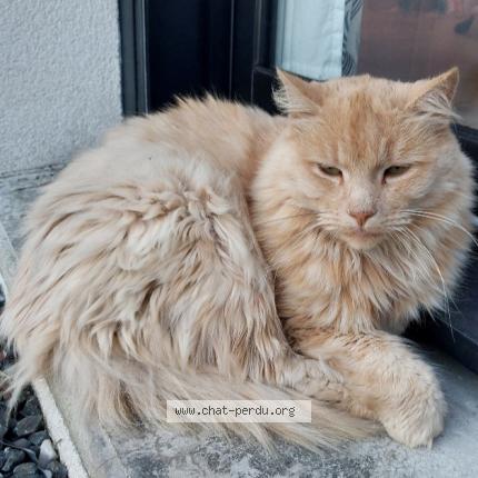 Photo 1/1 Ninja Chat lost in Ploufragan