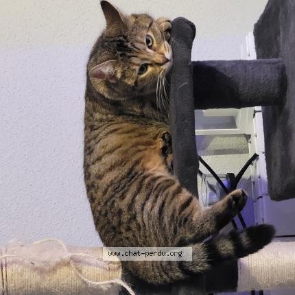 Photo 1/1 Nenette Chat lost in Roye