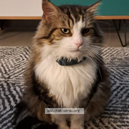 Photo 1/1 CHARLY Chat lost in Talence