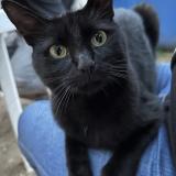 Picture of cat lost at Moulins