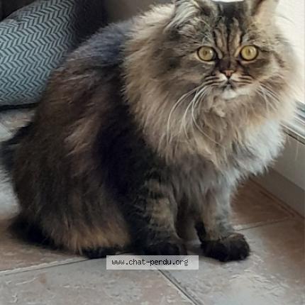 Photo 1/1 Thalie Chat lost in Gonfaron