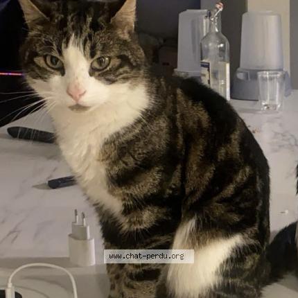Photo 1/1 Luffy Chat lost in Le creusot