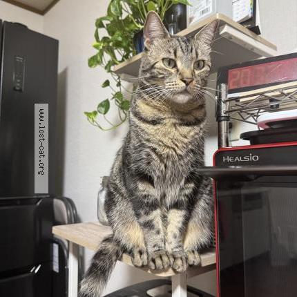 Photo 1/1 Mikka Chat lost in Fujinomiya