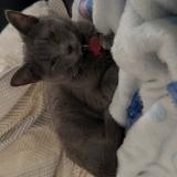 Picture of cat lost at Denain