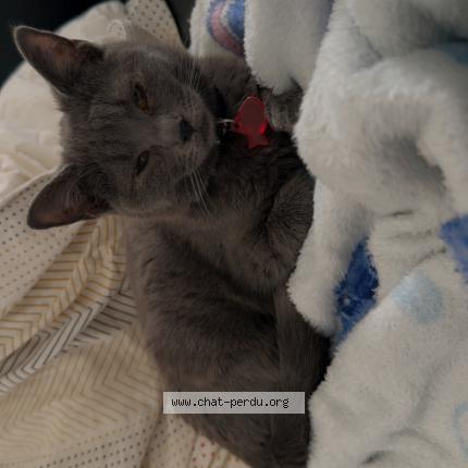 Photo 1/1 Molly Chat lost in Denain