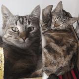 Picture of cat lost at Fuveau