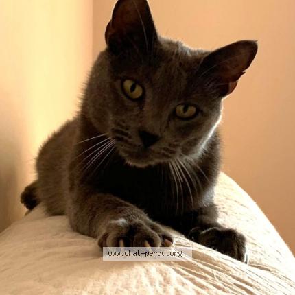 Photo 1/1 Macha Chat lost in Serres