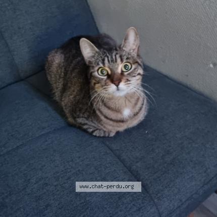 Photo 1/1 Lilith Chat lost in Mandeure