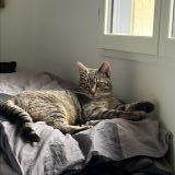 Picture of cat lost at Auvers Sur Oise