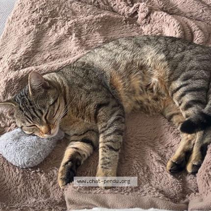 Photo 2/2 Jeanchat Chat lost in Auvers sur oise