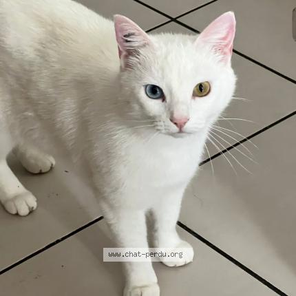 Photo 1/1 Michemiche Chat lost in Marsilly