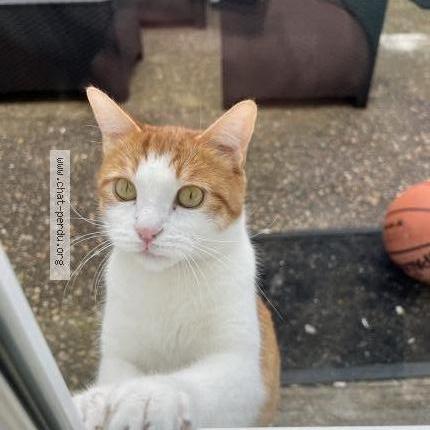 Photo 1/1 Bouli Chat lost in Ruelle sur touvre