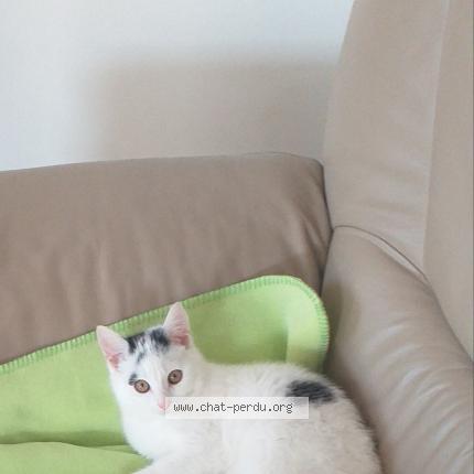 Photo 1/1 ULLY Chat lost in Fougerolles du plessis