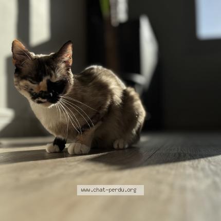 Photo 1/1 Nala Chat lost in Lanester