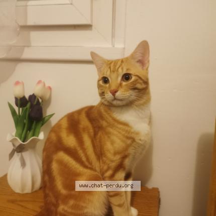 Photo 1/1 minou Chat lost in Saint brieuc