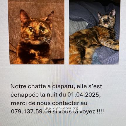 Photo 1/1 Cat reunited Lost in Le landeron