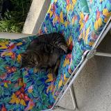 Picture of cat lost at Saint Vincent Sur Graon