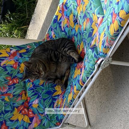 Photo 1/1 Lalou Chat lost in Saint vincent sur graon