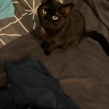 Picture of cat lost at Entrammes