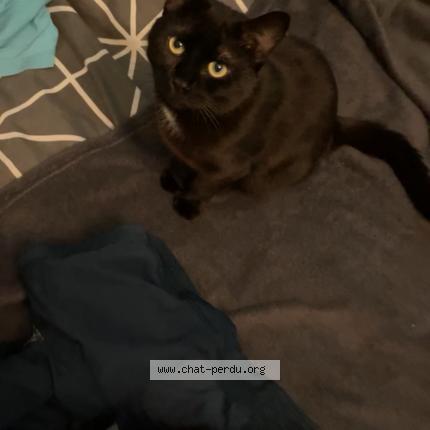 Photo 1/1 Maya Chat lost in Entrammes