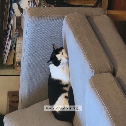 Photo 1/1 PANDA Chat lost in Montpellier