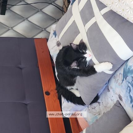 Photo 1/1 Toupeti Chat lost in Olonne sur mer