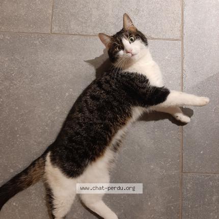 Photo 1/1 Olie Chat lost in Dorinne