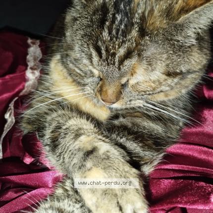 Photo 1/1 Pépette Chat lost in Cousance