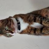 Picture of cat lost at Bouin