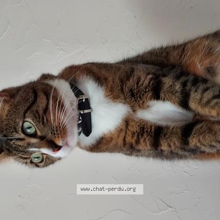 Photo 1/1 Uthred Chat lost in Bouin