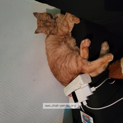 Photo 1/1 Tigrou Chat lost in Trucy l orgueilleux