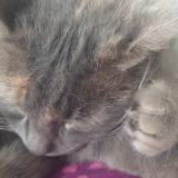 Picture of cat lost at Ychoux