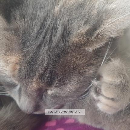 Photo 1/1 Cat reunited Lost in Ychoux