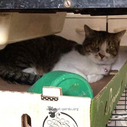 Foto 1/1 Kat teruggevonden Vermist in Bouge