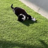 Picture of cat found at Frontignan Lapeyrade