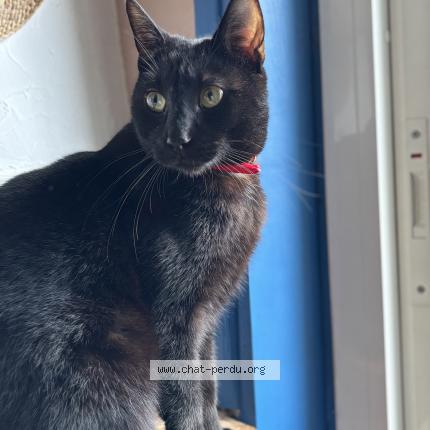 Photo 1/1 Takino Chat lost in Le passage d agen