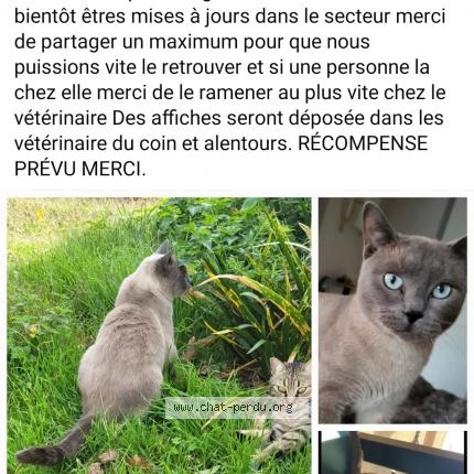 Photo 1/1 Guizmo Chat lost in Grosbreuil