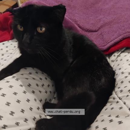 Photo 1/1 LOLO Chat lost in Gruissan