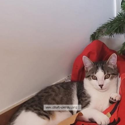 Photo 1/1 Marley Chat lost in Bourg saint bernard