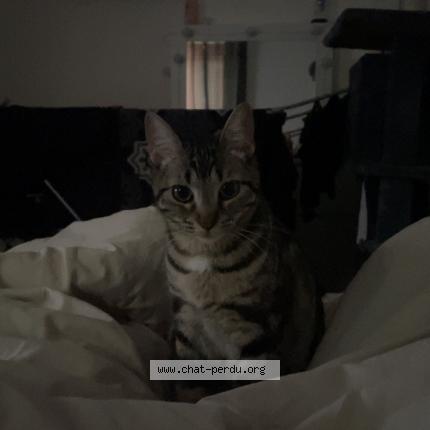 Photo 1/1 Rafale Chat lost in Grenoble