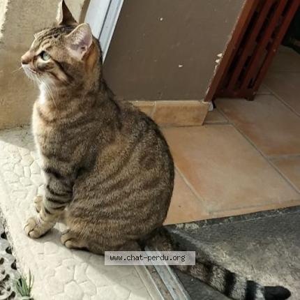 Photo 1/1 SIM Chat lost in Morthemer