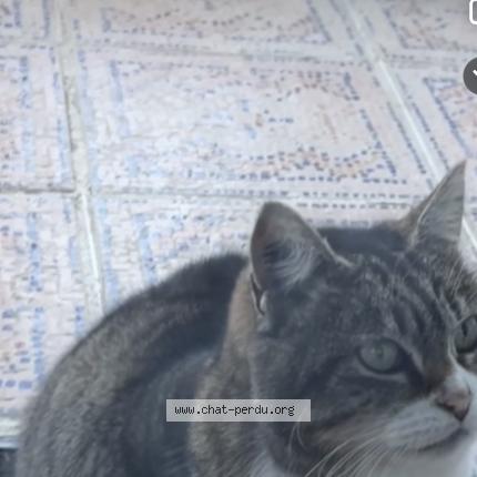 Photo 1/2 Found cat Found in Toulouse montaudran