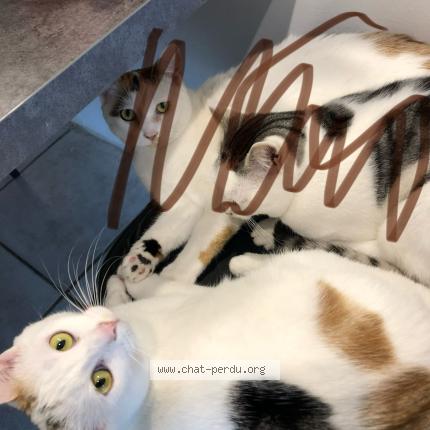 Photo 1/1 Ruby Chat lost in Beaucourt