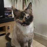 Picture of cat lost at Lanester