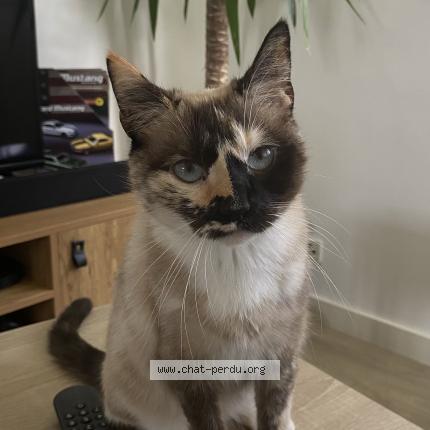 Photo 1/1 Nala Chat lost in Lanester