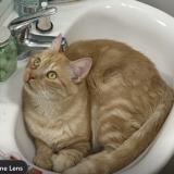 Picture of cat lost at Ibos