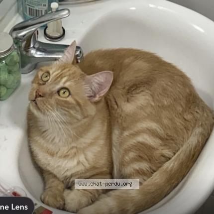 Photo 1/1 Eiko Chat lost in Ibos