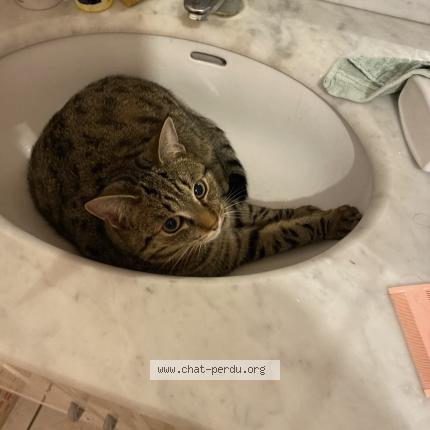 Photo 1/1 Dimanche Chat lost in La riche